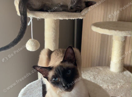 Two Siamese Girls for sale