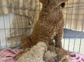 KC REGISTERED TOY POODLES