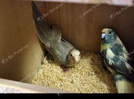 Male and female kakarikis