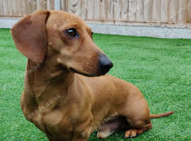 Miniature Shaded Red Dachshund for Stud PRA Clear