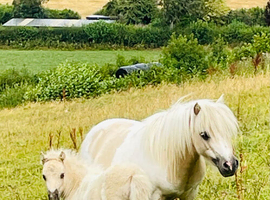 SA clear SPSBS reg mushroom carrier colt foal