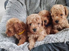 Toy poodle