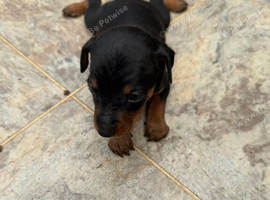Mini pincher puppies