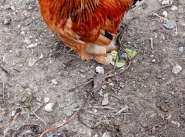 Handsome  young  pekin cockerel