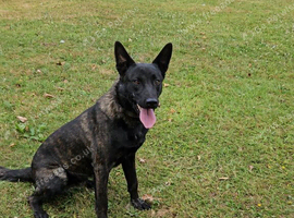 Dutch Shepherd