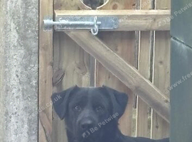 Black lab cross