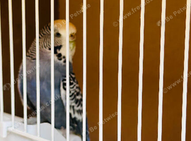 Proven Breeding Pair Budgies