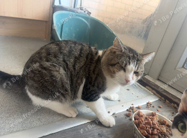 Cat male intact
