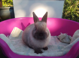 Baby Netherland Dwarf Rabbits for Sale