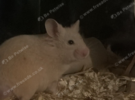 4x Young Syrian Hamsters