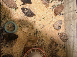 Quails