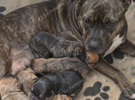 Staff x am staff puppies