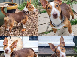 Jack russel from much wenlock lines