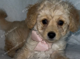 Beautiful Maltese x Puppy