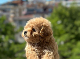 Beautiful Asian maltipoo puppies