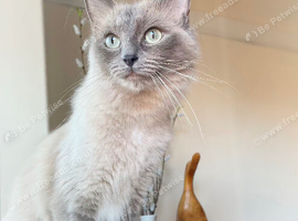 Ragdoll Cat looking for a new home