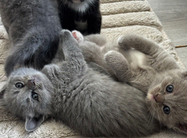 Ragdoll x British short haired kittens