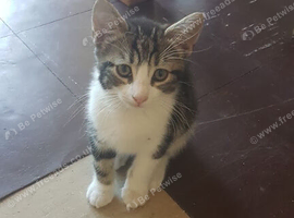 Sweet 10 -week‑old male kitten with a cute curled tail &mdash; ready in leave.