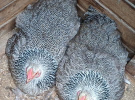 3 silver pencilled wyandotte pullets