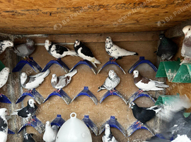 Birmingham roller pigeons for sale