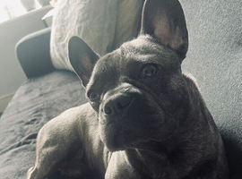 urgent, puppy for sale