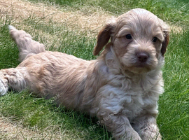 F1 cockapoo