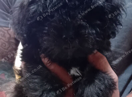Tiny Jackapooshih pups 1 boy 2 girls left