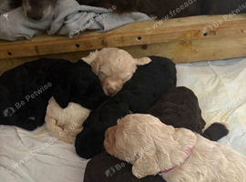 Beautiful F1 cockapoo puppies