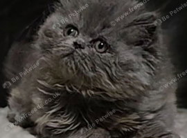 Pedigree persian kittens GCCF Registered