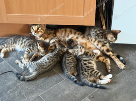 Beautiful bengal kittens