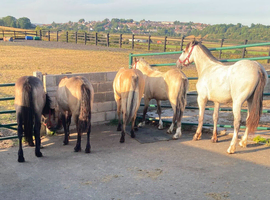 "3 Fillys 2 Colts " Dun Filly Young Sport Horse