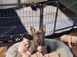 Cream French Bulldog puppies