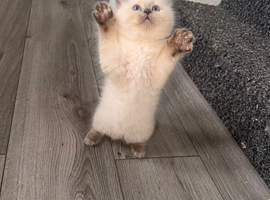 1 Girl Left - Purebred Blue Point & Blue Mitted Kittens