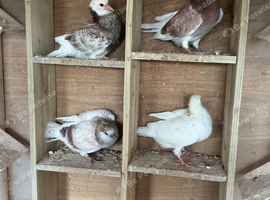 Young rollers for sale