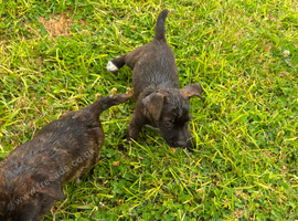 Jack Russell