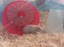 Siamese male mice and cage 6months old