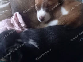 Two male adorable Jack Russells