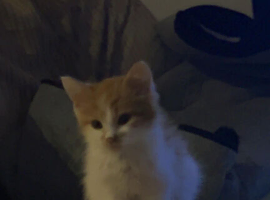 Kitten