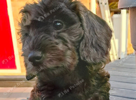 Mini-Wire Dachshund x Asian Toy Poodle