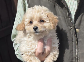 Cavapoochon Puppy