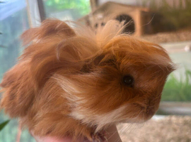 Peruvian, Sheltie & Alpaca baby boars
