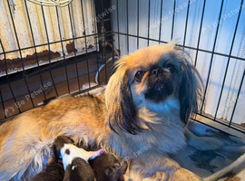 3 pure Pekingese puppies