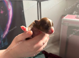Chinese crested puppies