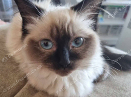 Female Ragdoll cat
