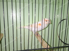 Red mosaic hen