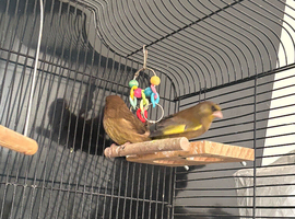 A pair of green finches with cage