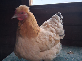2 bantam hens