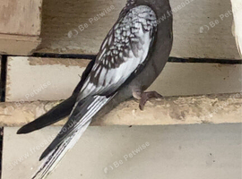Baby Cockateil