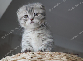 Munchkin kittens