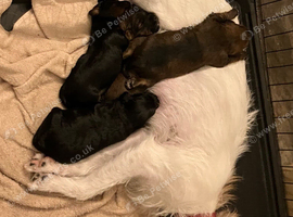 Gorgeous Jackappoo puppies